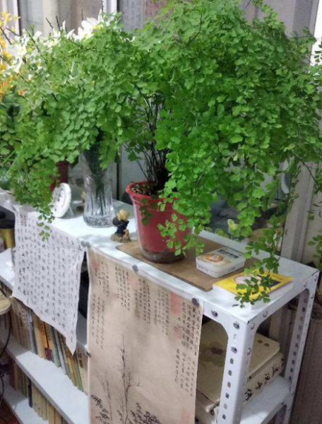 哪种蕨类植物最好养