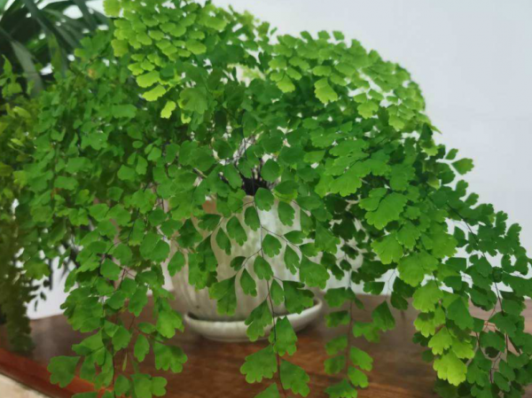 哪种蕨类植物最好养
