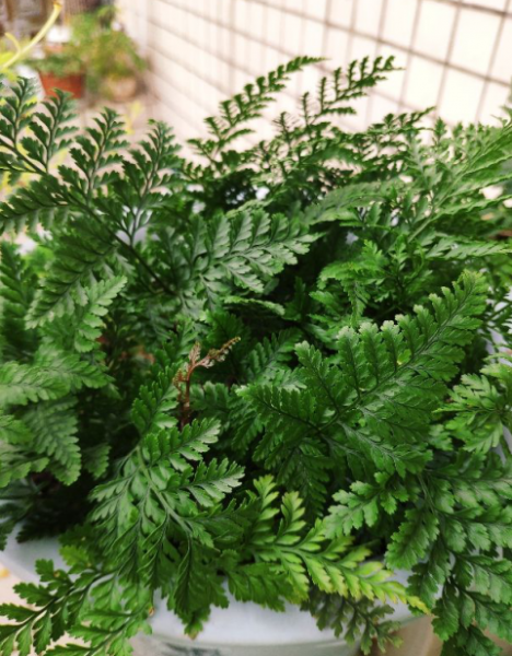 哪种蕨类植物最好养