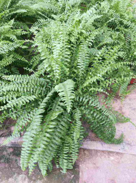 哪种蕨类植物最好养
