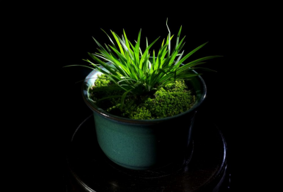 水菖蒲可以养在室内吗 盆栽菖蒲的养殖方法