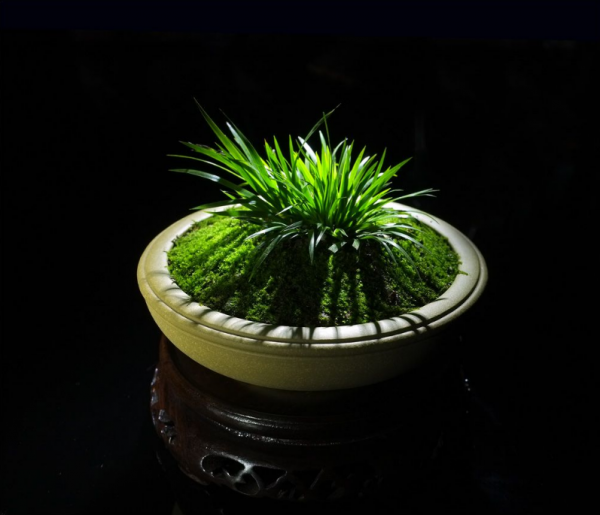 水菖蒲可以养在室内吗