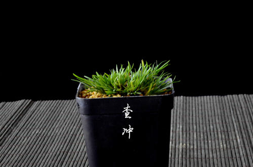 水菖蒲可以养在室内吗