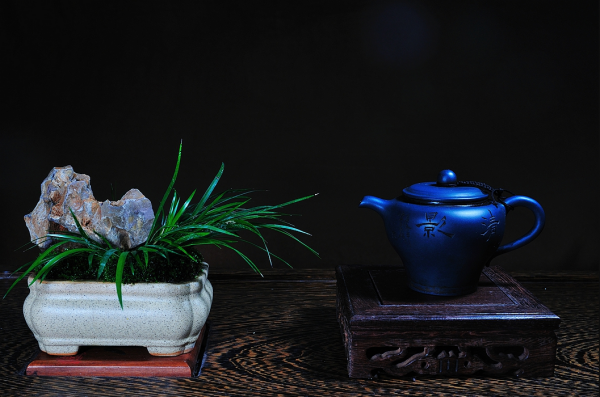 水菖蒲可以养在室内吗