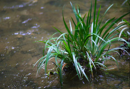 水菖蒲可以养在室内吗