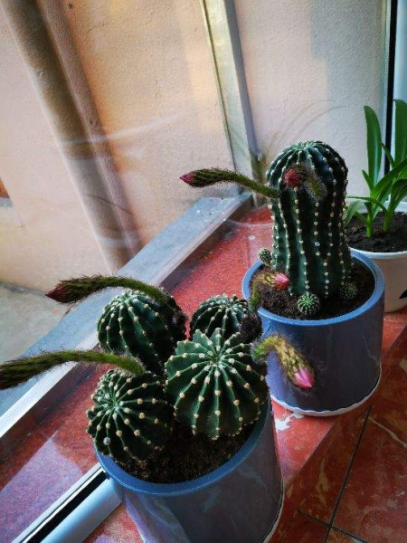 仙人球怎么才能冒出小球
