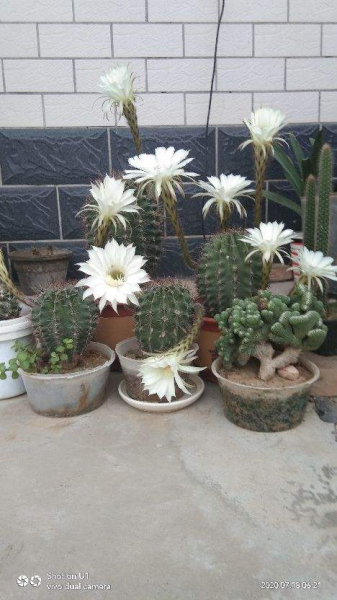 仙人球怎么才能冒出小球