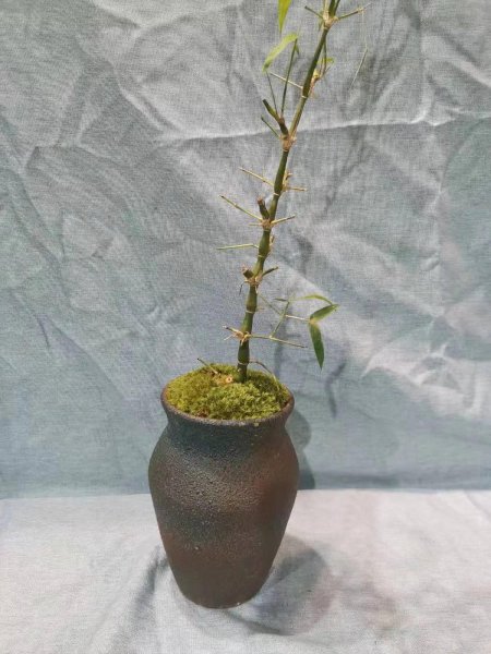 罗汉竹怎么养