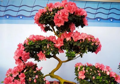 夏鹃盆景怎样养殖 杜鹃盆景的养护与管理