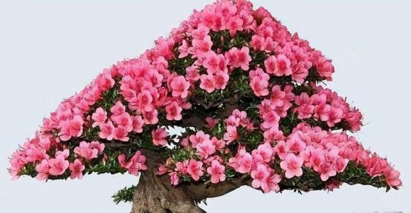 夏鹃盆景怎样养殖