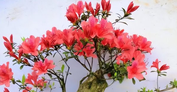 夏鹃盆景怎样养殖