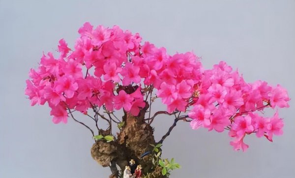 夏鹃盆景怎样养殖