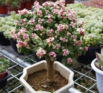 多肉植物金枝玉叶怎么养 详解金枝玉叶的养护要点