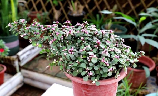 多肉植物金枝玉叶怎么养