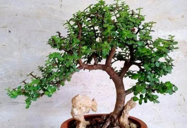 多肉植物金枝玉叶怎么养