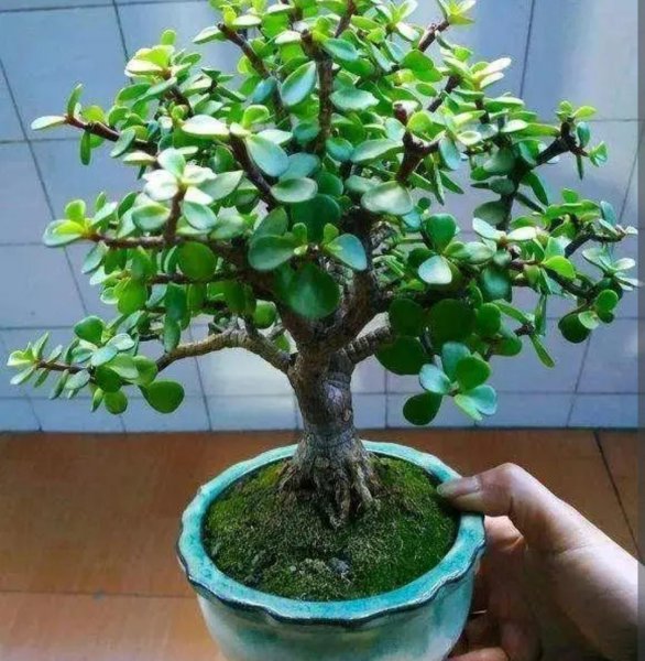 多肉植物金枝玉叶怎么养