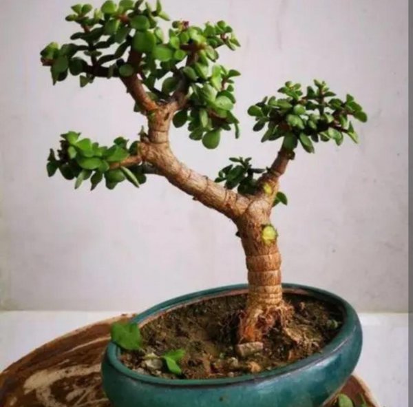多肉植物金枝玉叶怎么养