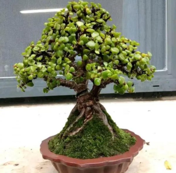 多肉植物金枝玉叶怎么养