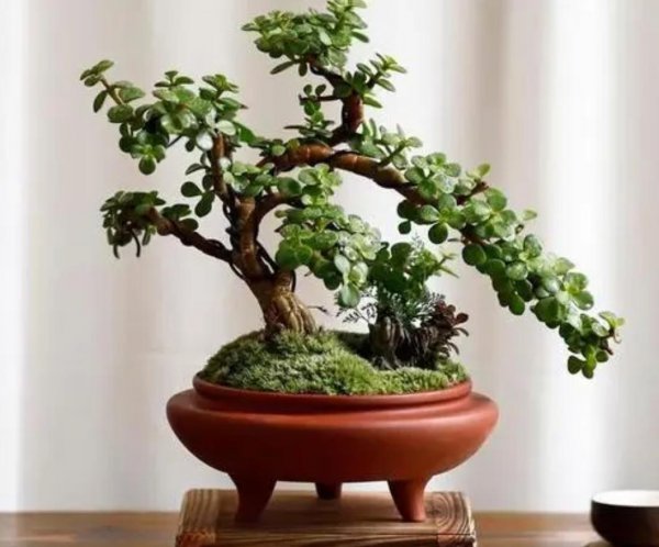 多肉植物金枝玉叶怎么养