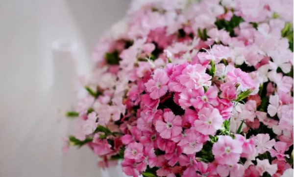相思梅花语是什么