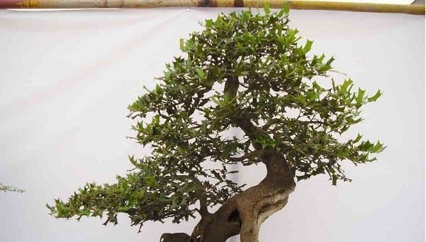 枸骨树盆景怎么修剪