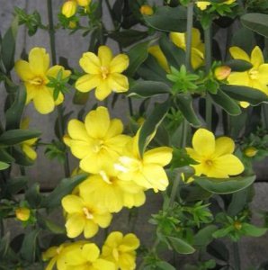 迎春花是什么颜色像什么 描述迎春花的特点