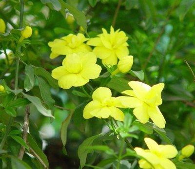 迎春花是什么颜色像什么