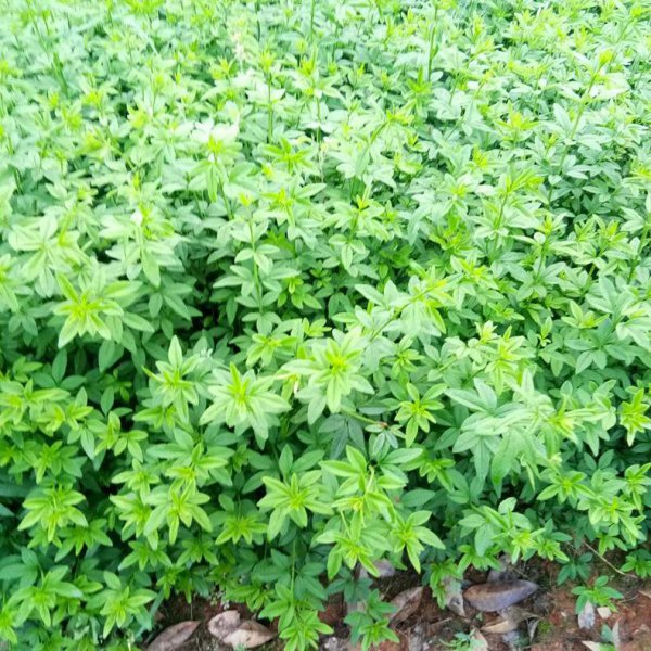 迎春花是什么颜色像什么