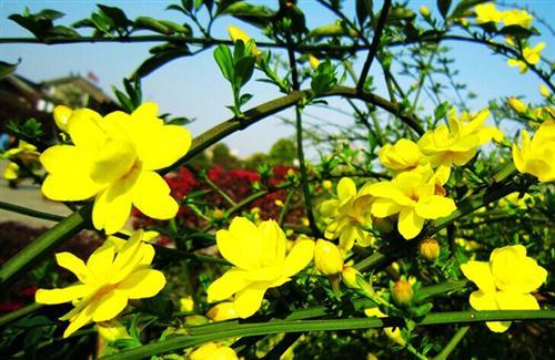 迎春花是什么颜色像什么