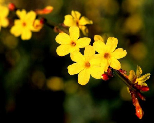 迎春花是什么颜色像什么