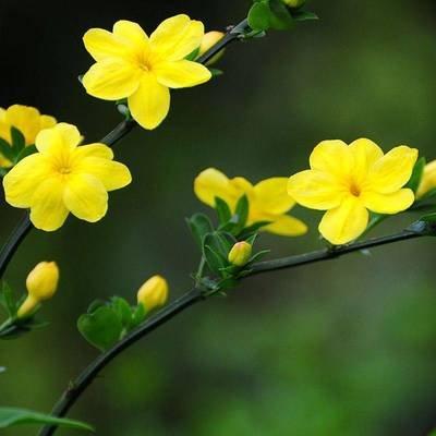 迎春花是什么颜色像什么