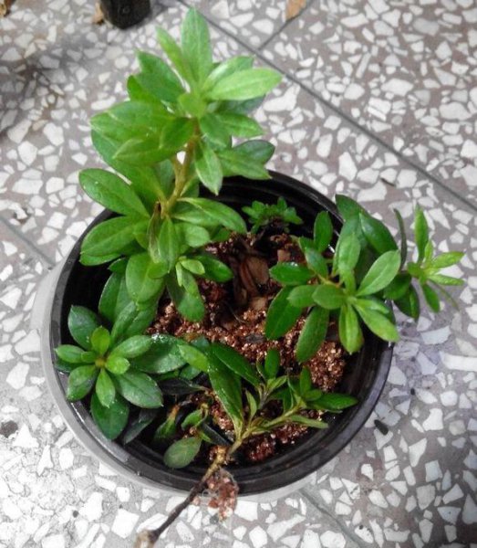 杜鹃树桩如何快速生根