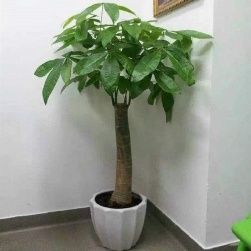 发财树叶子黄了能剪吗