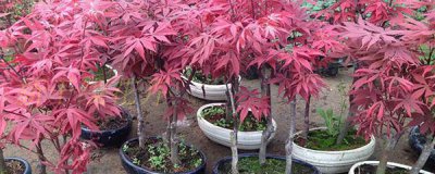 红枫盆景耐寒吗冬天 有关红枫盆景养殖方法
