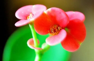 铁海棠花语是什么 铁海棠的寓意和象征