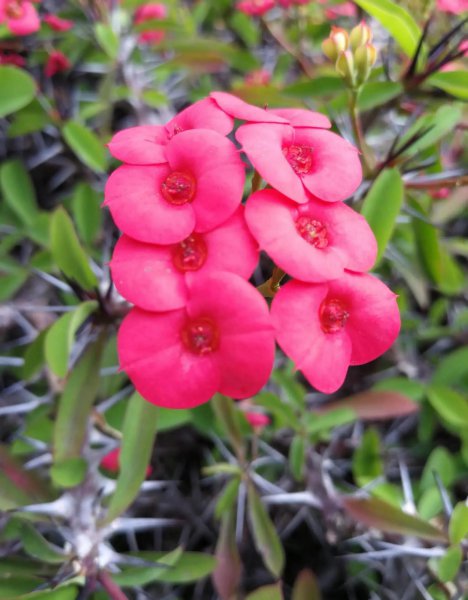 铁海棠花语是什么