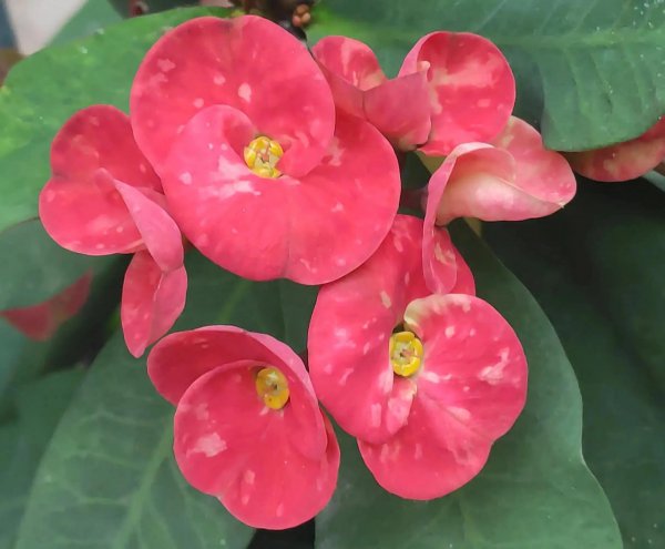 铁海棠花语是什么