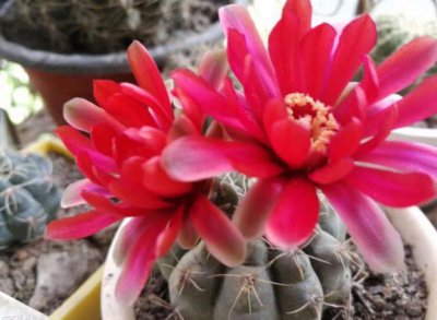 绯花玉仙人球花语是什么 绯花玉寓意和象征
