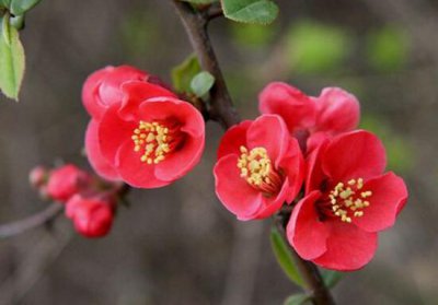 海棠花代表什么意思 了解海棠花花语象征与寓意