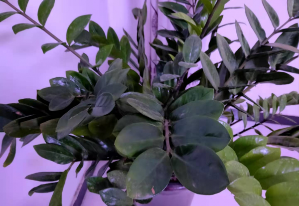 摇钱树盆栽怎么浇水