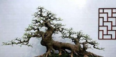 朴树盆景好养活吗 简述朴树盆景养殖方法
