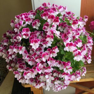 多年生盆栽植物有哪些 花期长的多年生花卉介绍