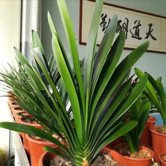 多年生盆栽植物有哪些