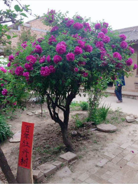 多年生盆栽植物有哪些
