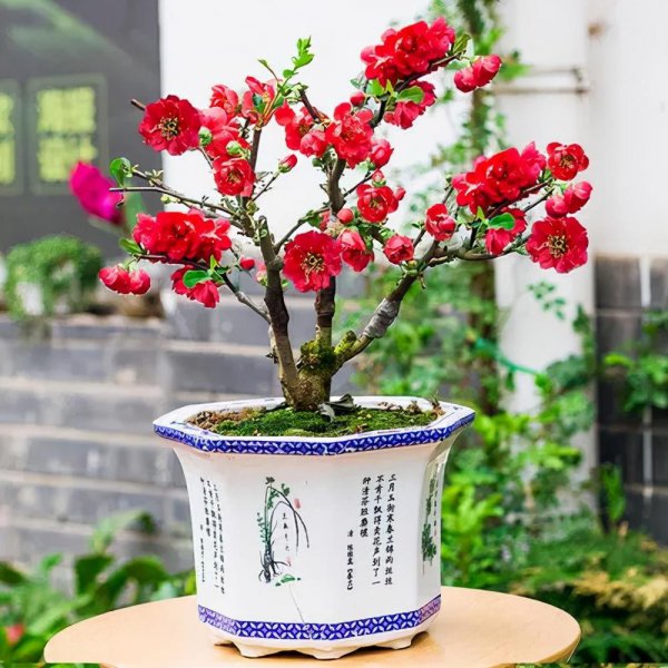 多年生盆栽植物有哪些