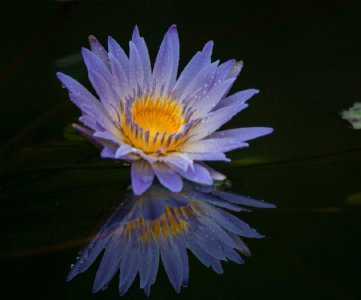 紫色睡莲的花语和寓意 了解睡莲的象征意义