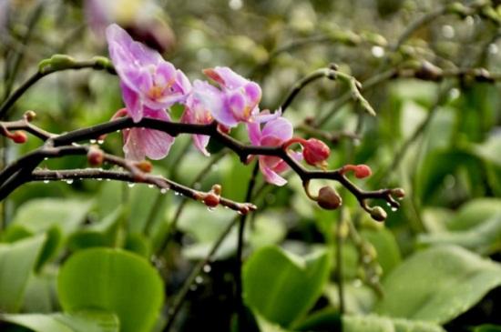 蝴蝶兰花语是什么
