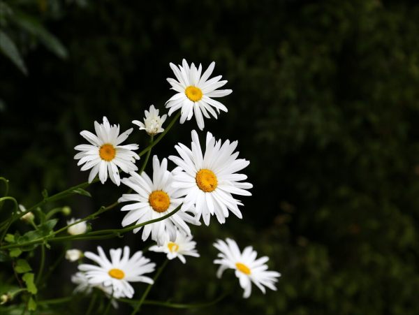 洋甘菊的花语是什么意思