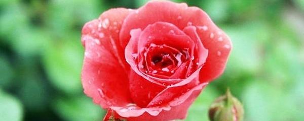 夏天种玫瑰花苗怎么养