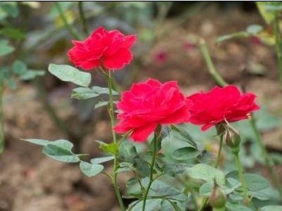 夏天种玫瑰花苗怎么养
